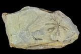 Pennsylvanian Fossil Horsetail (Annularia) Whorl - Kentucky #112899-1